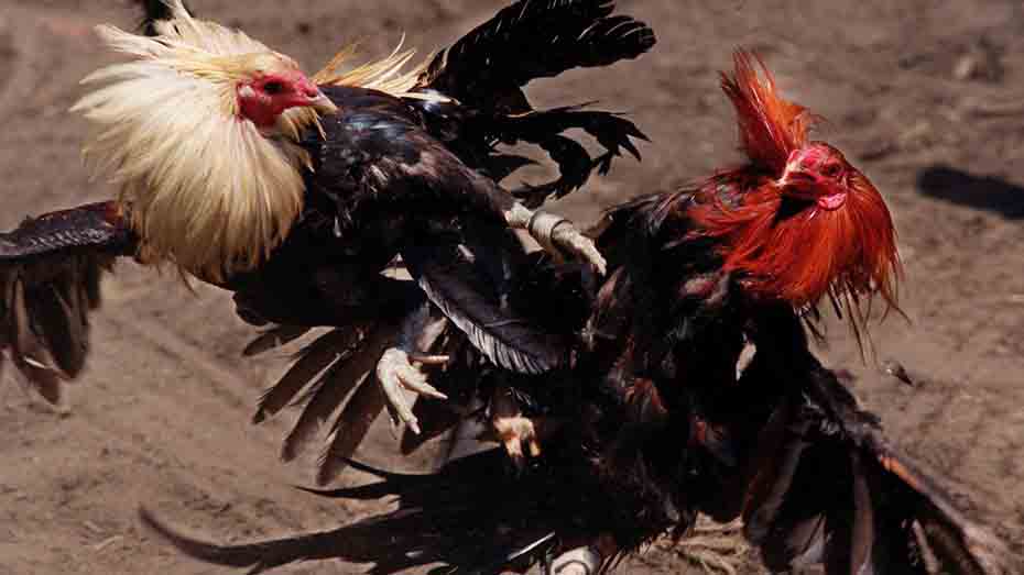 Physical Conditioning for Cockfighting Breeds