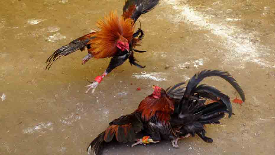 Preventing and Treating Worms in Gamefowl