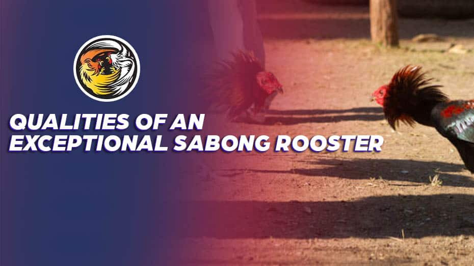 Qualities of an exceptional Sabong Rooster