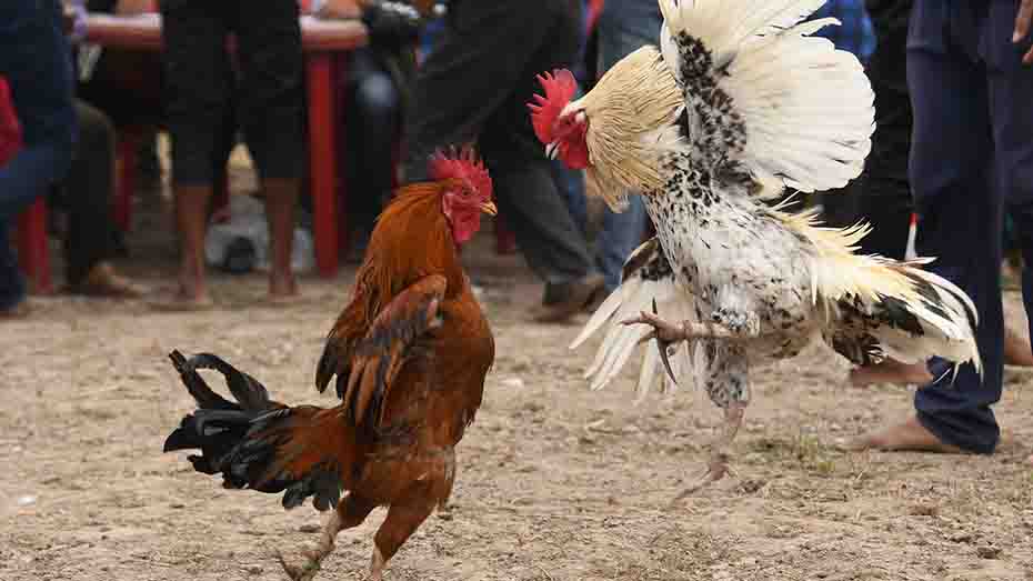 Risks Associated with Steroid Use in Gamefowl