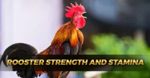 Rooster Strength and Stamina