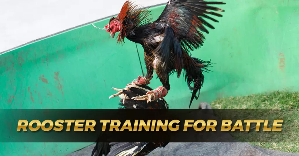 Rooster Training for Battle