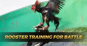 Rooster Training for Battle