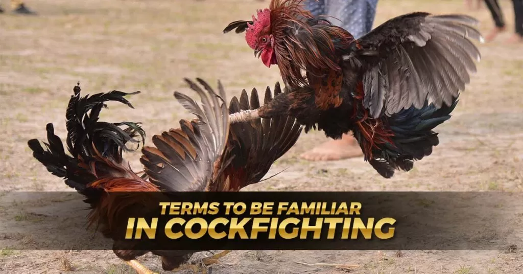 Key Terms on Cockfighting