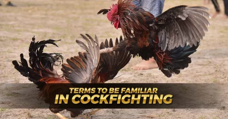 Explaining 20 Best Key Terms on Cockfighting