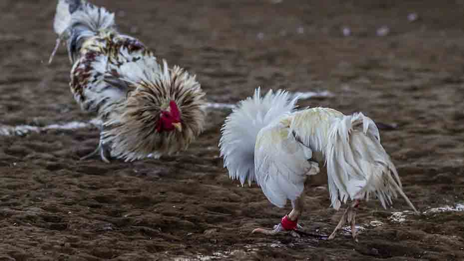 The Benefits of Gamefowl Keeping