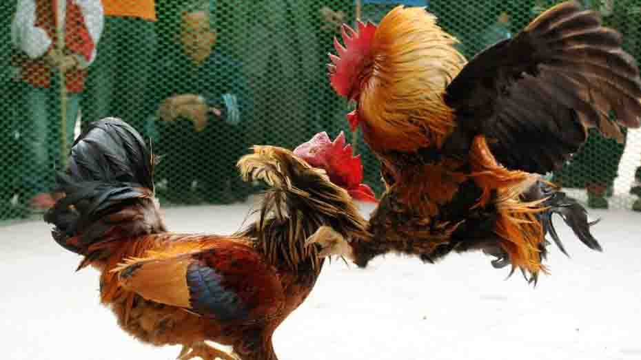 The Gaff and Tether Preparing Your Rooster