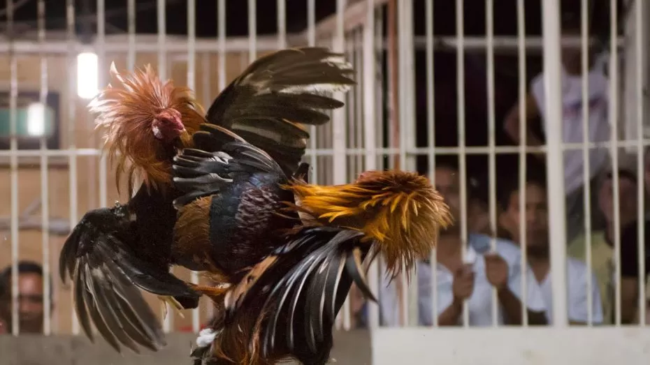 The Rich History of Cockfighting in the Philippines