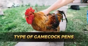 Type of Gamecock Pens