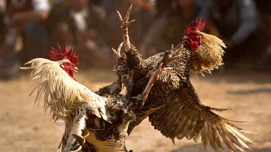 Understanding Diet and Gamefowl Supplements