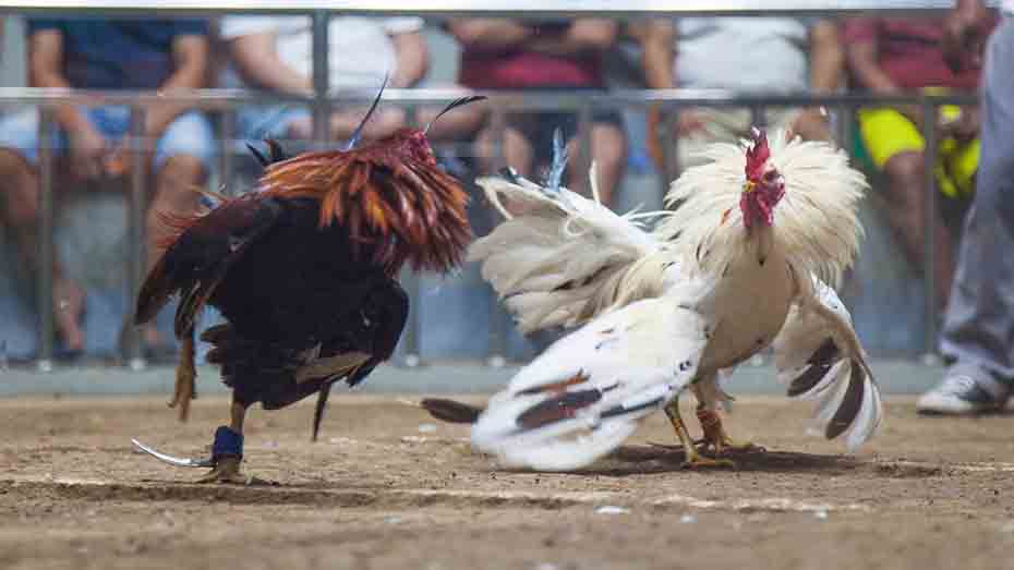 Understanding the Complexity of Gamefowl Breeding