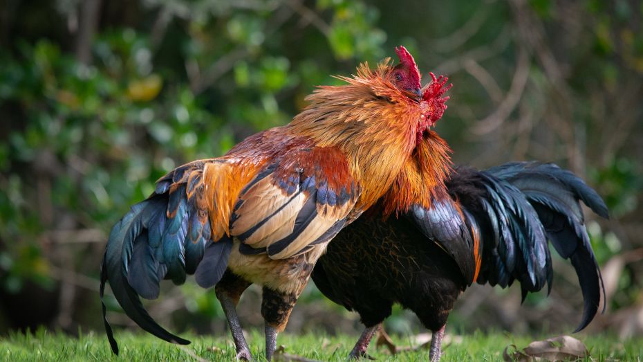 Unraveling the Impact of Stress on Rooster Stamina