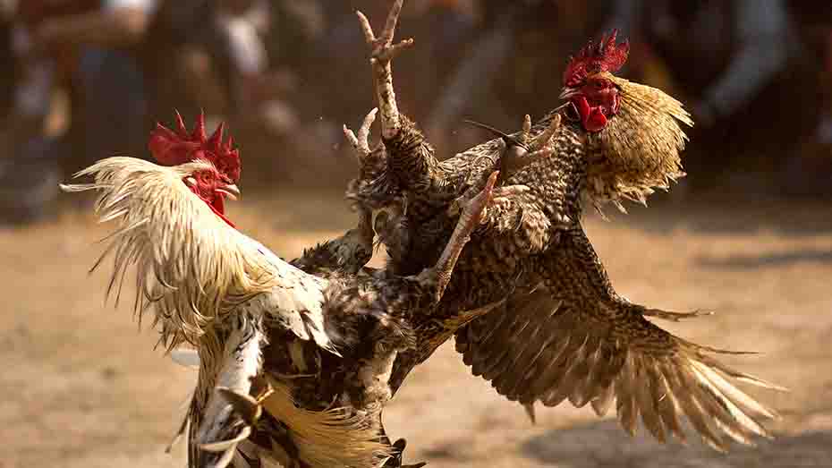 Unveiling the Impact of Steroids on Gamefowls