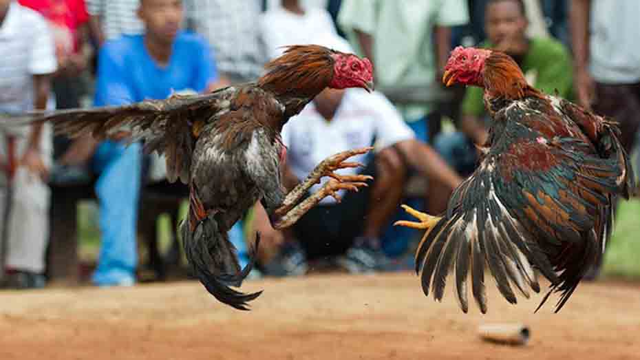 Weather Change and Gamefowl Health