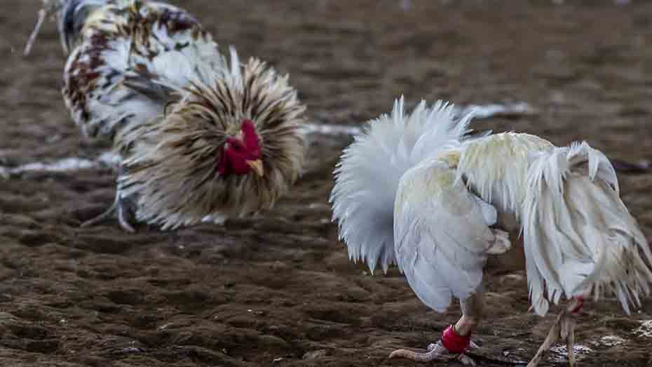 When and How to Deworm Gamefowl