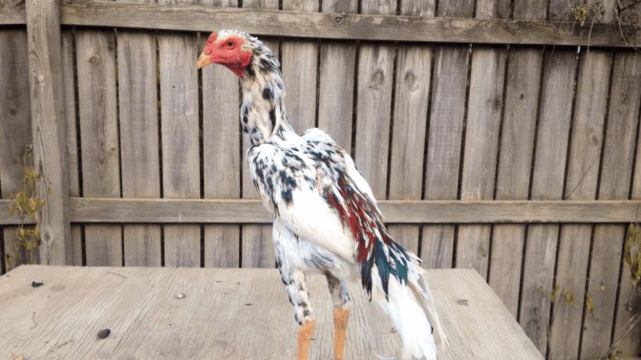 5 Several Types of Shamo Chickens