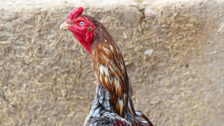 Crosses of the Shamo Gamefowl