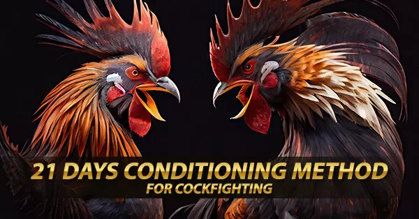 21-Day Conditioning Method for Cockfighting