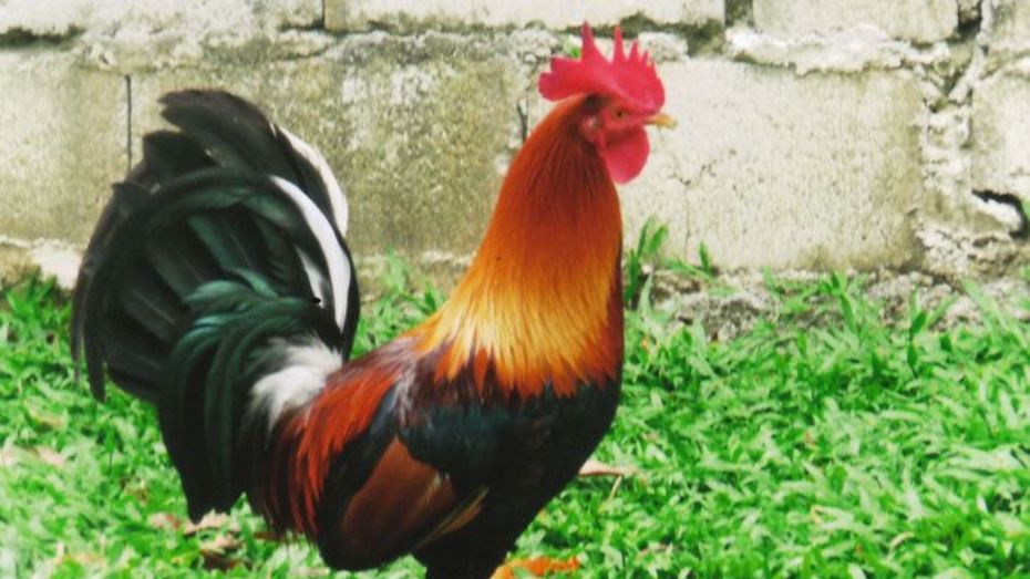 Various Types of Radio Gamefowls