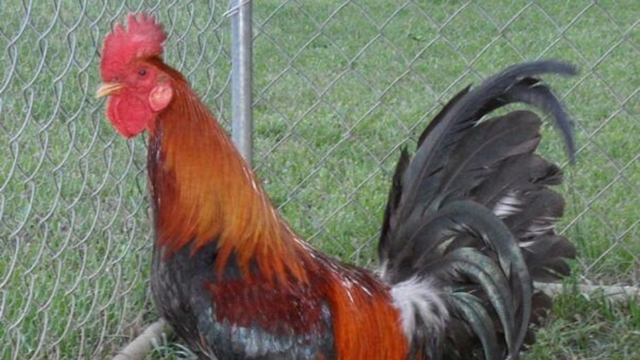 What Ways Is a Good Fighting Rooster Performed