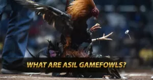 asil gamefowls