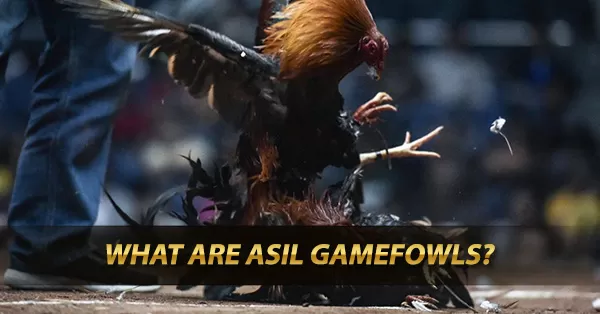 What are Asil Gamefowls?