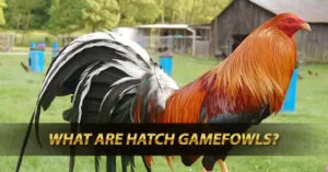 What are Hatch Gamefowls