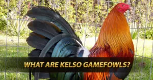 What are Kelso Gamefowls?