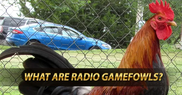 What are Radio Gamefowls?