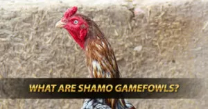 shamo gamefowls