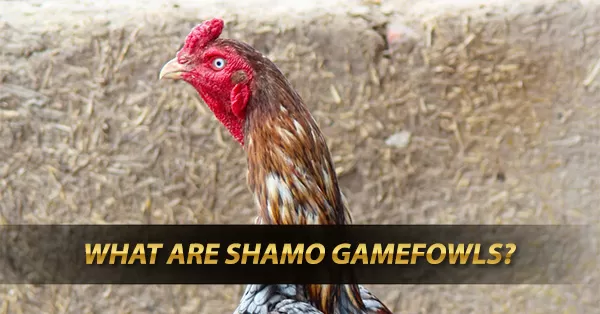 What are Shamo Gamefowls?