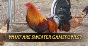 What are Sweater Gamefowls