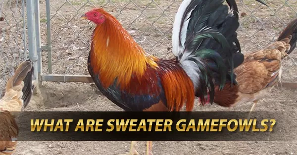 What are Sweater Gamefowls?