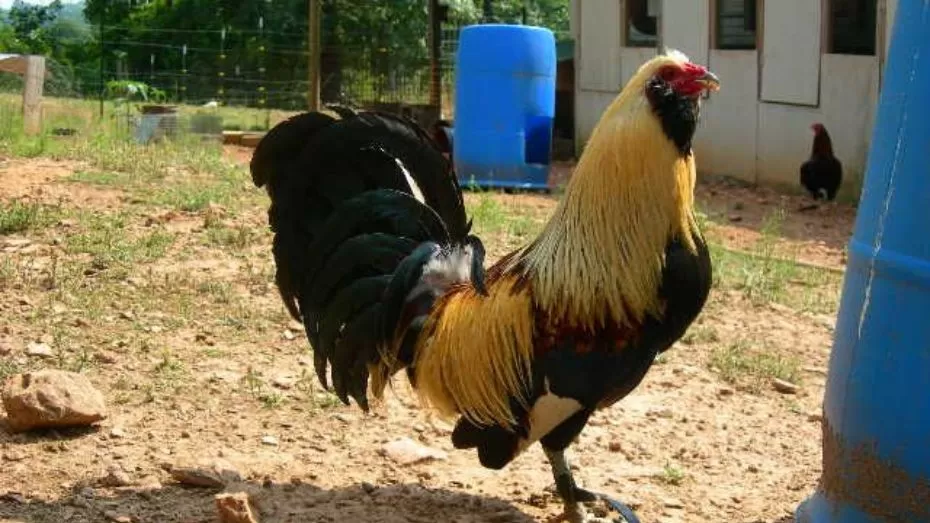 Background and Origin of the Muff Gamefowl