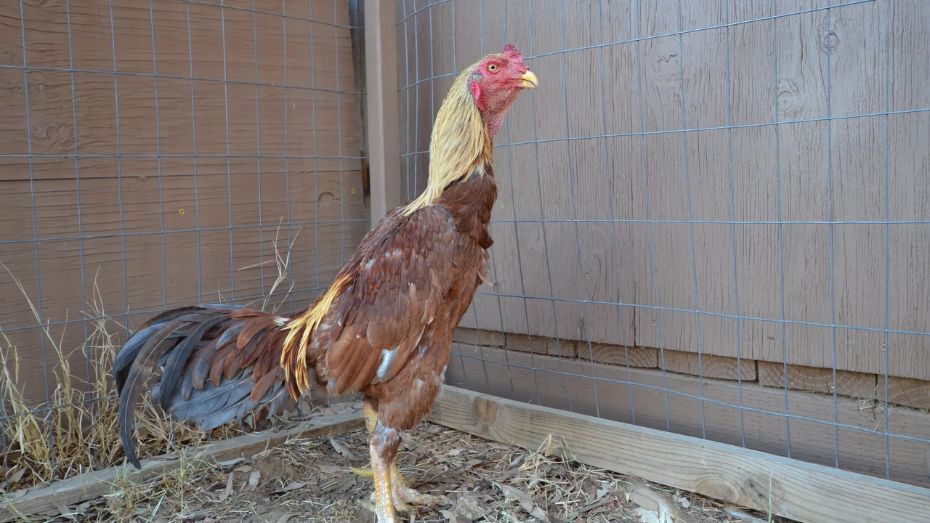 Brazilian Gamefowl Features