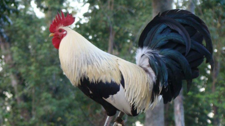 Famous Grey Gamefowl Bloodlines