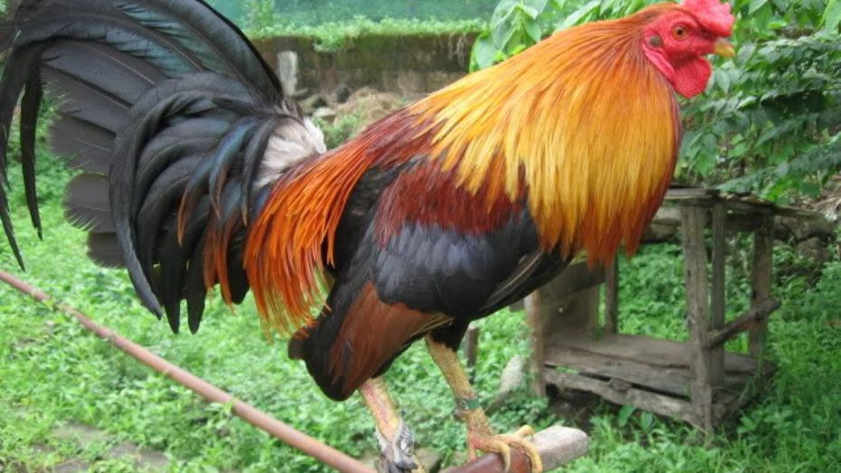 Fighting Style of Roundhead Gamefowl