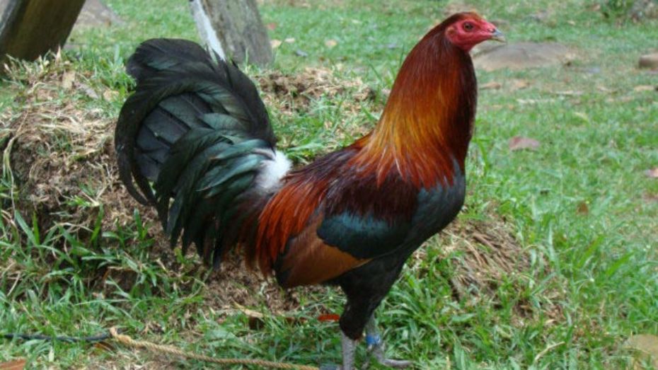 Leiper Gamefowl_ A Brief History