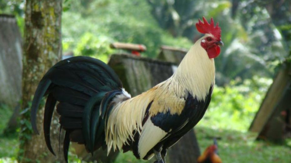 Popular Grey Gamefowl Breeders