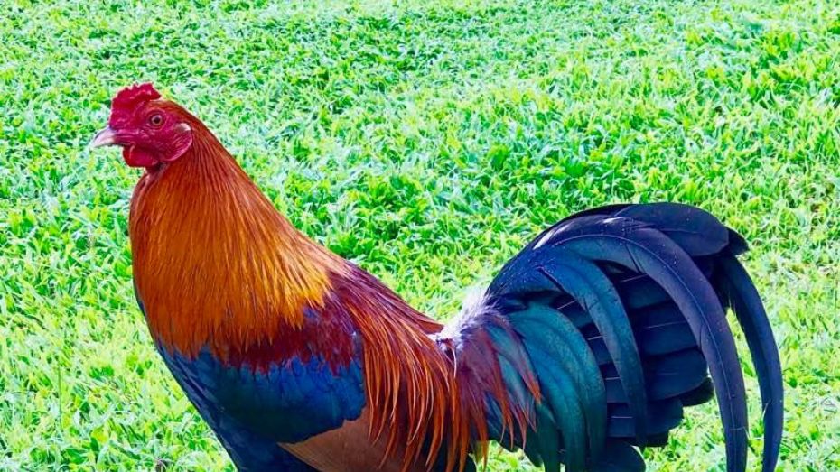 Profile of the Roundhead Gamefowl