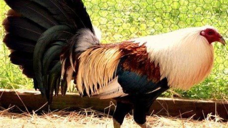 Standard Fighting Technique for Grey Gamefowl