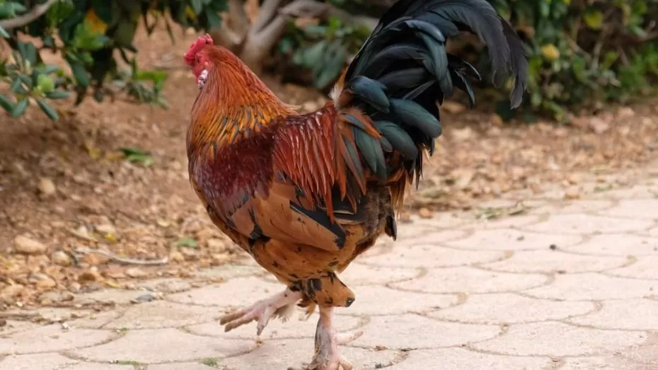 Types of Muff Gamefowls