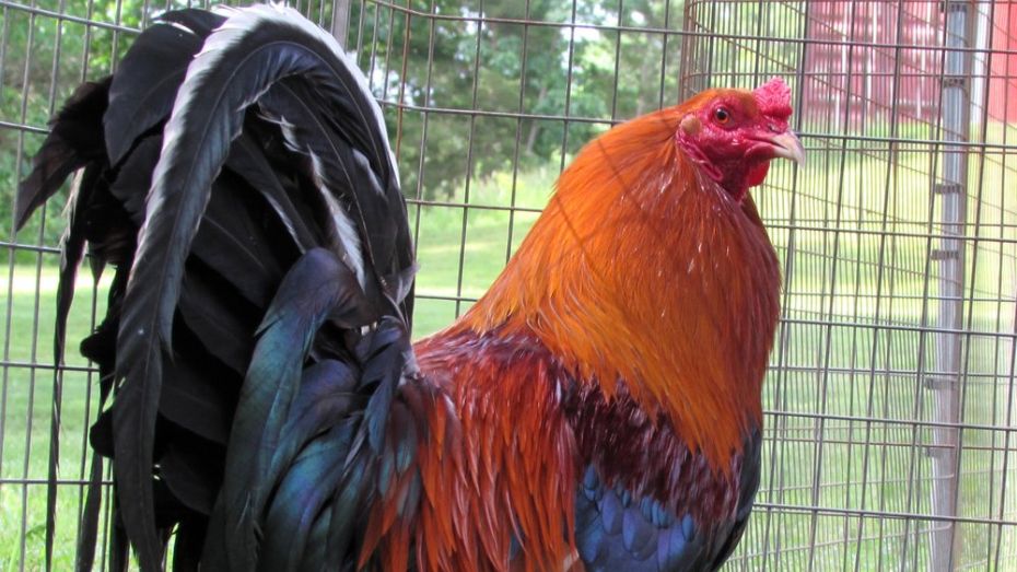 Types of Roundhead Gamefowl