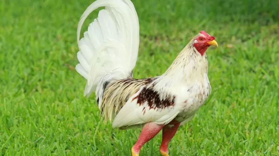 Types of Spanish Gamefowl Breeds