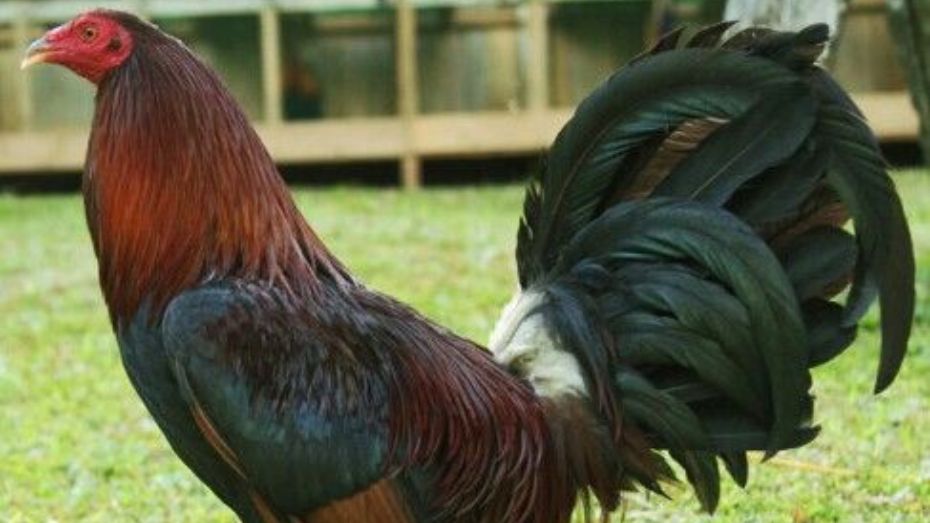 Varieties of Leiper Gamefowl