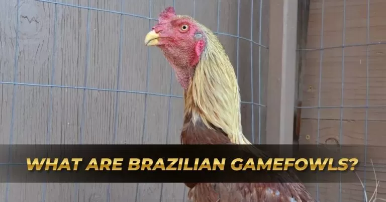 What are Brazilian Gamefowls?