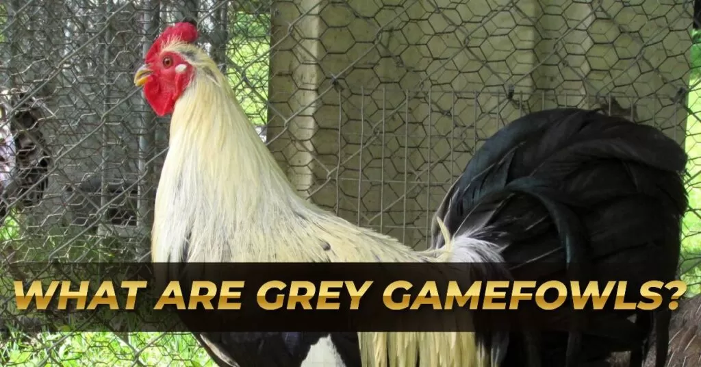 What are Grey Gamefowls