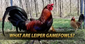 What are Leiper Gamefowls