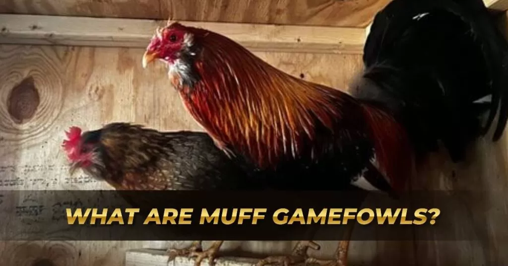 What are Muff Gamefowls