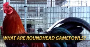 What are Roundhead Gamefowls